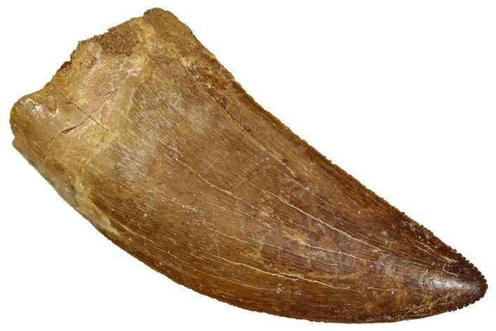 Serrated, Carcharodontosaurus Tooth - Huge Dinosaur Tooth #270452